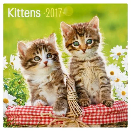 Kittens 2017 Calendar