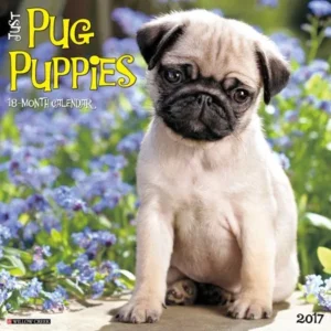 2017 Just Pug Puppies Wall Calendar