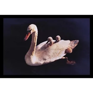 buyartforless FRAMED Free Ride by Andrew Borsari 18x12 Art Print Poster Photograph Baby Swans Riding on Mothers Back