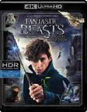 Fantastic Beasts and Where to Find Them [4K Ultra HD Blu-ray/Blu-ray] [2016]